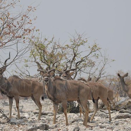 Okutala Etosha Lodge Outjo Bagian luar foto