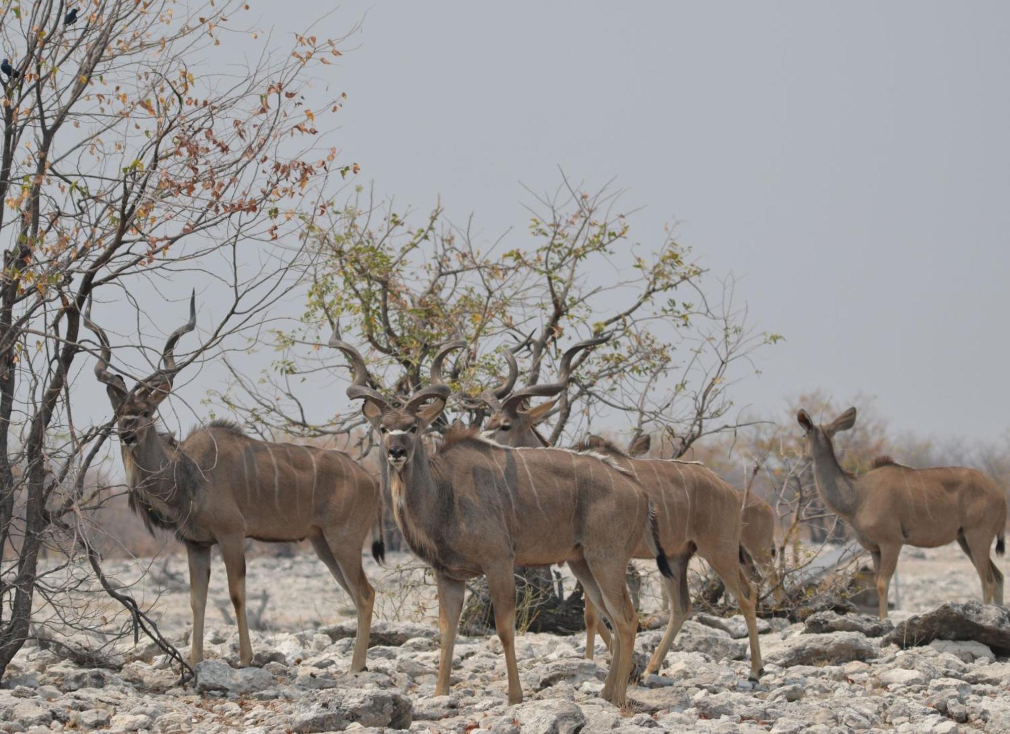 Okutala Etosha Lodge Outjo Bagian luar foto